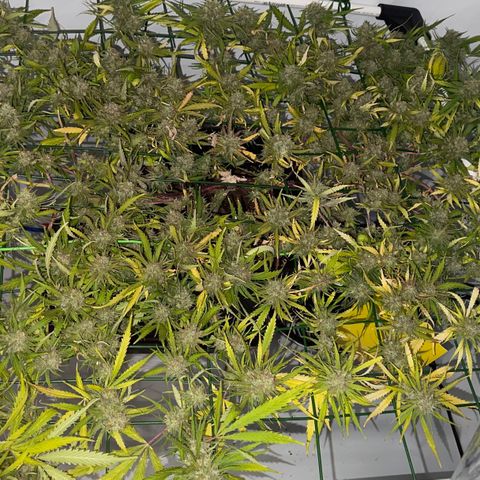 Spliff's Strawberry growlog timeline photo