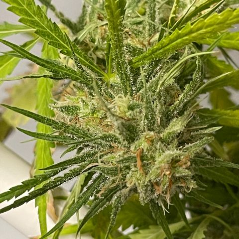 Spliff's Strawberry growlog timeline photo