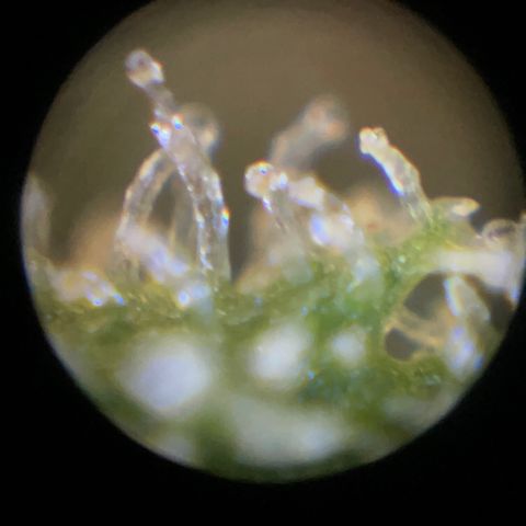 Spliff's Strawberry growlog timeline photo