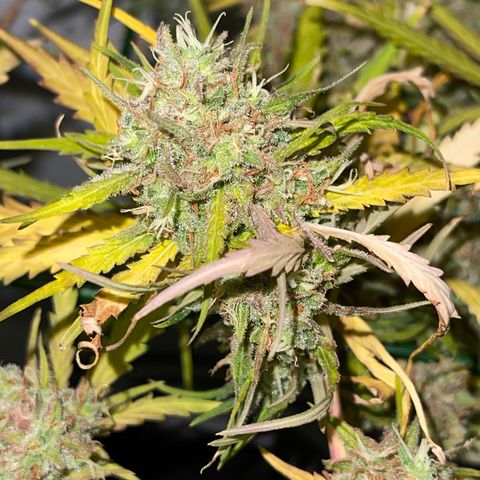 Spliff's Strawberry growlog timeline photo
