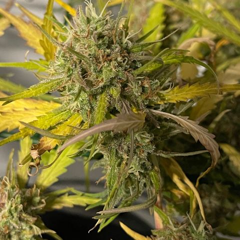 Spliff's Strawberry growlog timeline photo