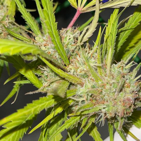 Spliff's Strawberry growlog timeline photo