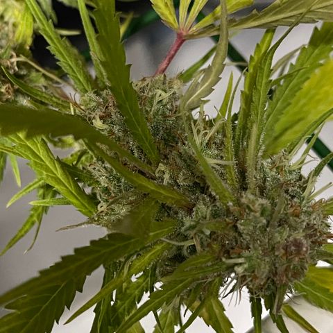 Spliff's Strawberry growlog timeline photo