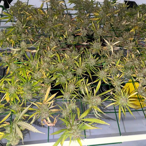 Spliff's Strawberry growlog timeline photo