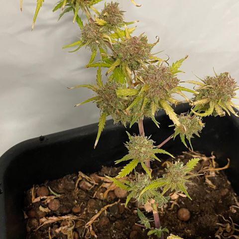Spliff's Strawberry growlog timeline photo