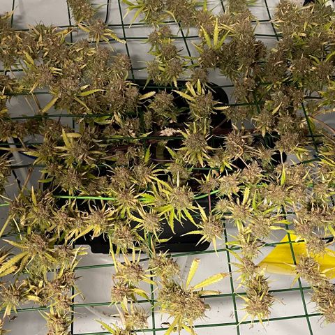 Spliff's Strawberry growlog timeline photo