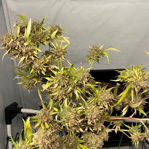 Spliff's Strawberry growlog timeline photo