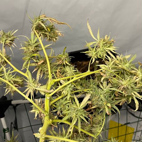 Spliff's Strawberry growlog timeline photo