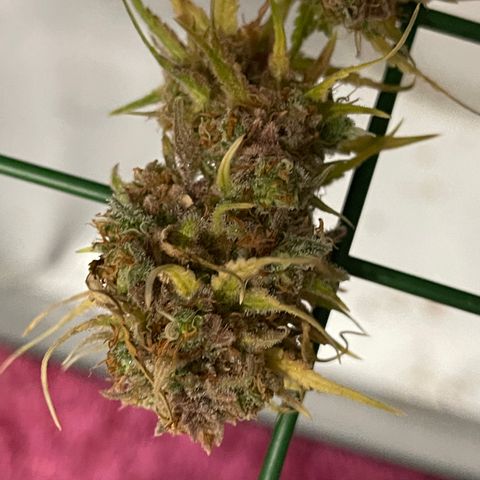 Spliff's Strawberry growlog timeline photo