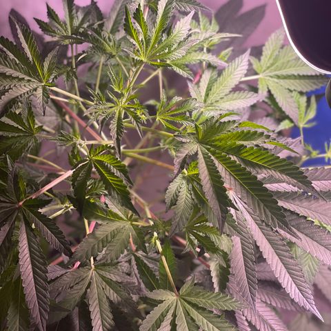 Cindy's Bubbles growlog timeline photo