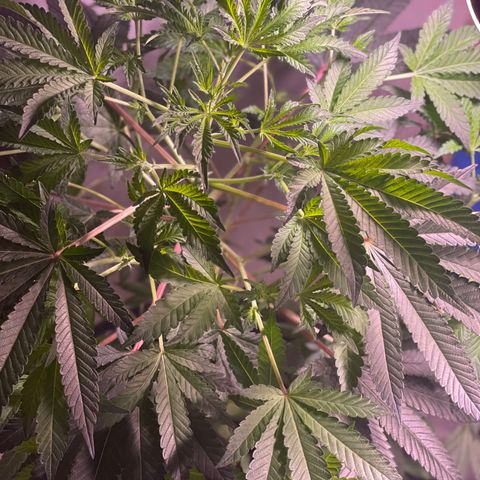 Cindy's Bubbles growlog timeline photo