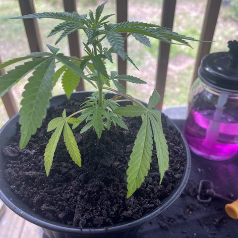 Cindy's Bubbles growlog timeline photo