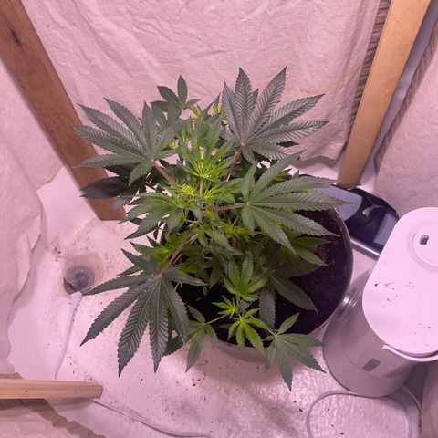 Cindy's Bubbles growlog timeline photo