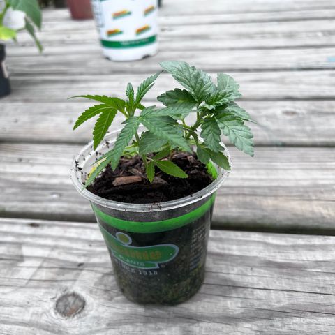 Cindy's Bubbles growlog timeline photo