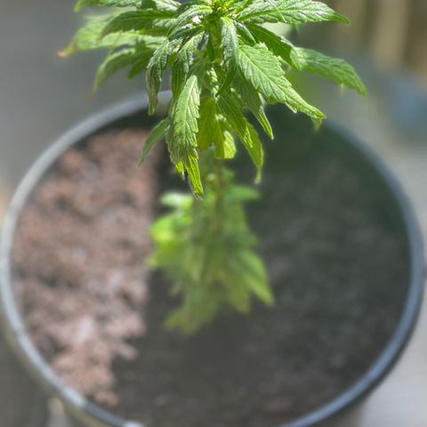 California Indica growlog timeline photo