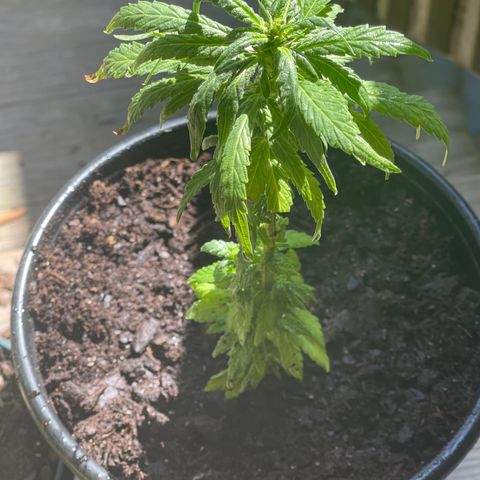 California Indica growlog timeline photo