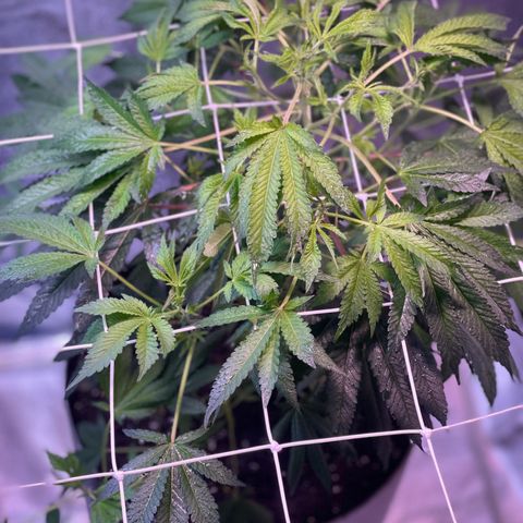 Cindy's Bubbles growlog timeline photo