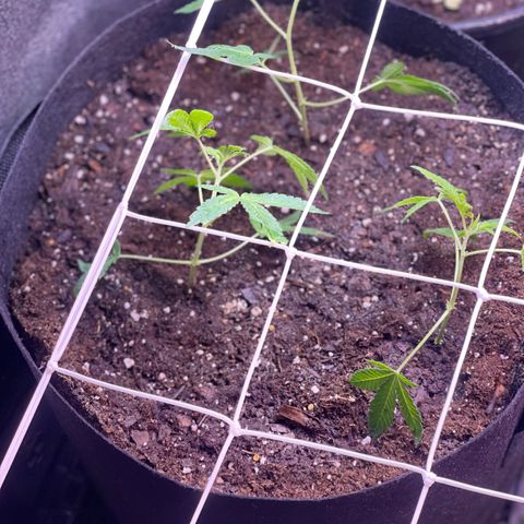 Cindy's Bubbles growlog timeline photo
