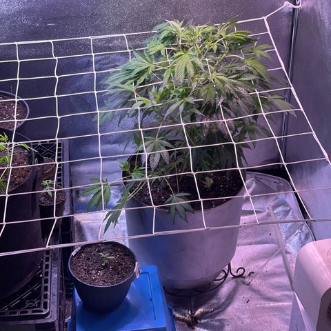 Cindy's Bubbles growlog timeline photo