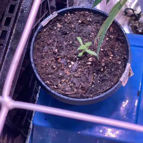 Cindy's Bubbles growlog timeline photo