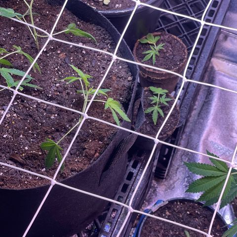 Cindy's Bubbles growlog timeline photo