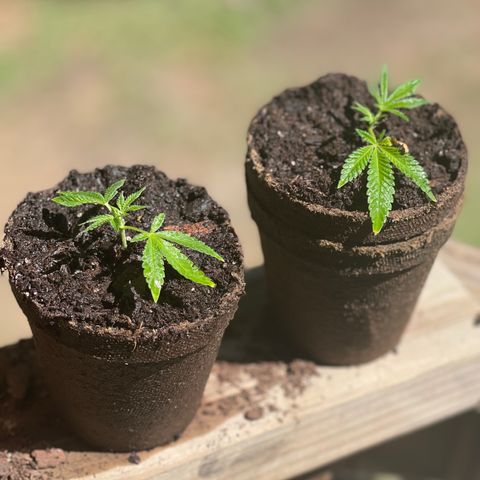Unknown strain growlog timeline photo