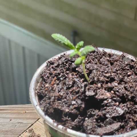 Unknown strain growlog timeline photo