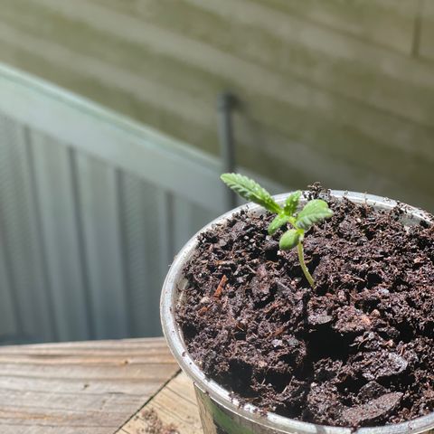 Unknown strain growlog timeline photo