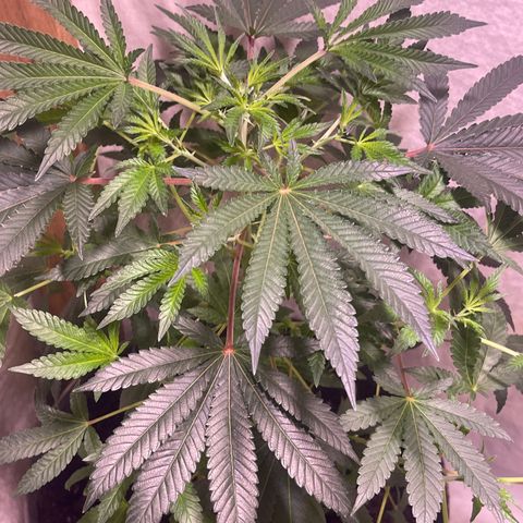 Cindy's Bubbles growlog timeline photo