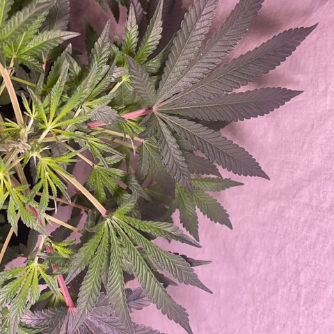 Cindy's Bubbles growlog timeline photo