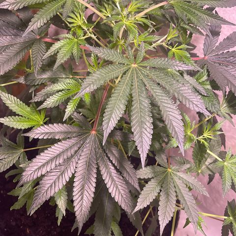 Cindy's Bubbles growlog timeline photo