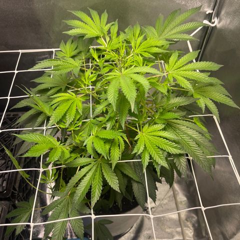 Cindy's Bubbles growlog timeline photo