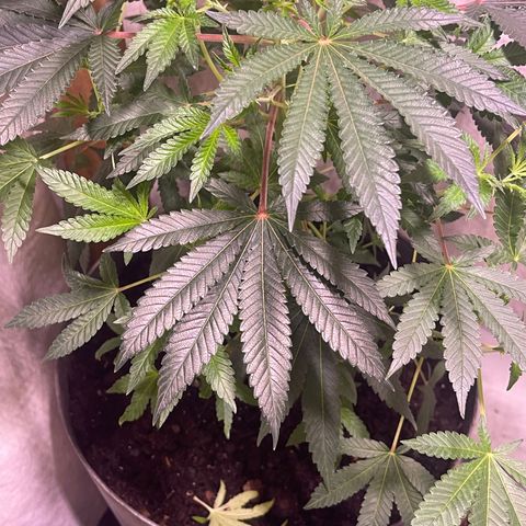 Cindy's Bubbles growlog timeline photo