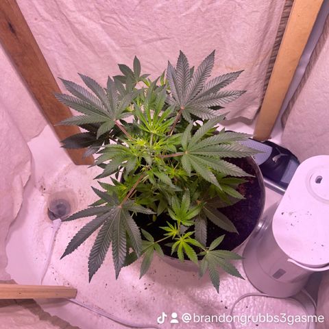 Cindy's Bubbles growlog timeline photo
