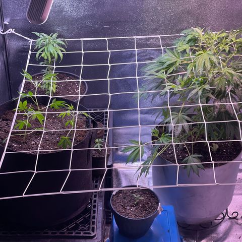 California Indica growlog timeline photo