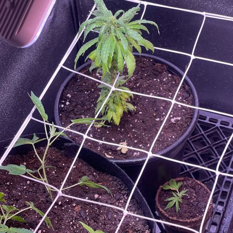 California Indica growlog timeline photo