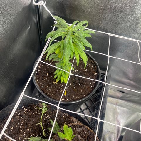 California Indica growlog timeline photo