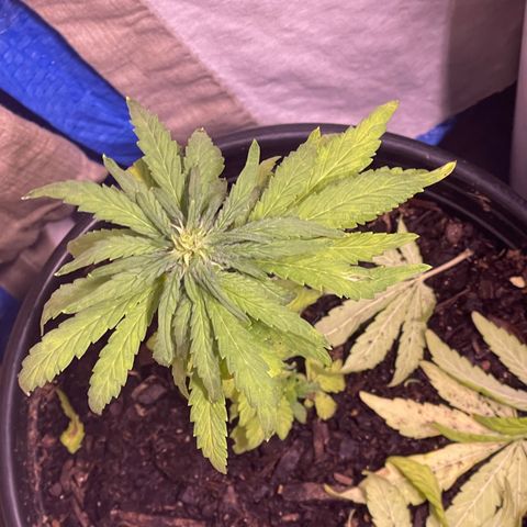 California Indica growlog timeline photo