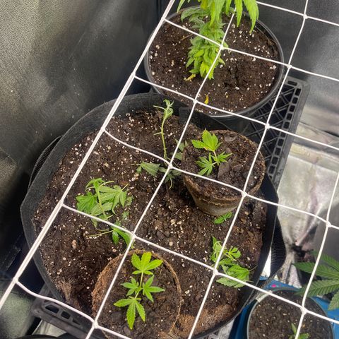 California Indica growlog timeline photo