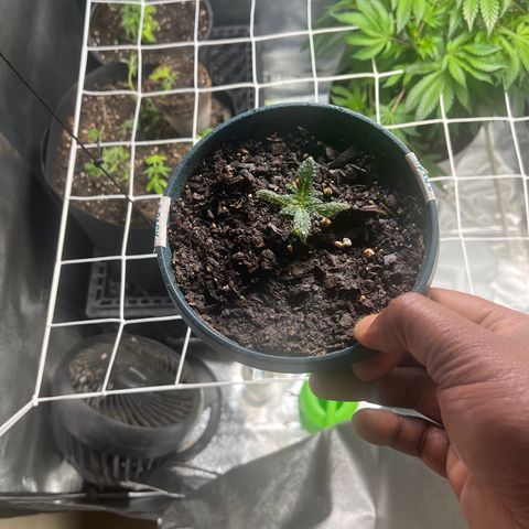 Unknown strain growlog timeline photo