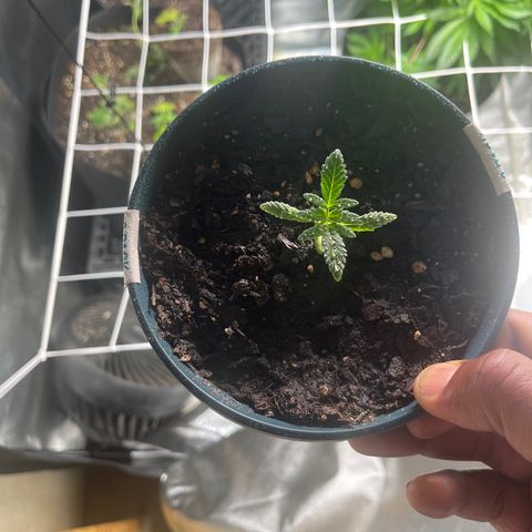 Unknown strain growlog timeline photo