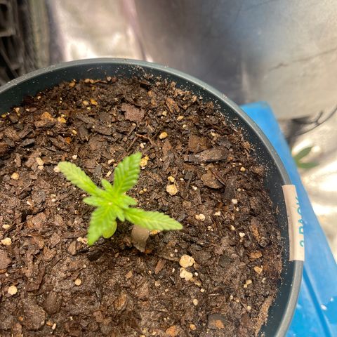 Unknown strain growlog timeline photo