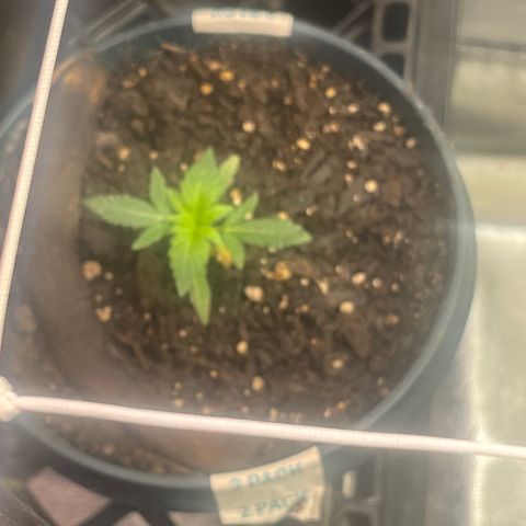 Unknown strain growlog timeline photo