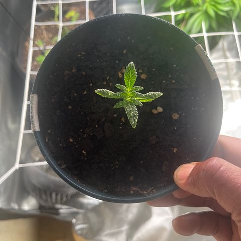 Unknown strain growlog timeline photo