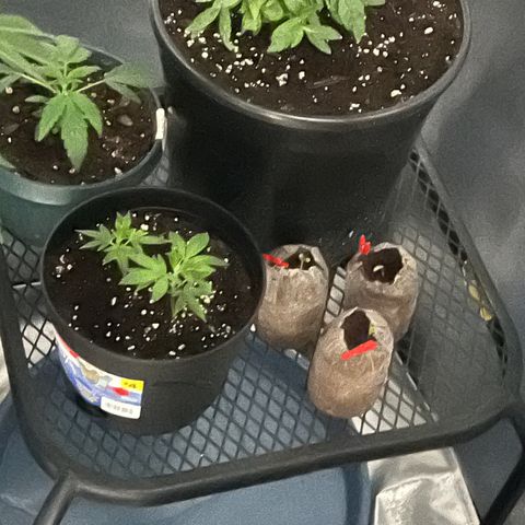 Unknown strain growlog timeline photo