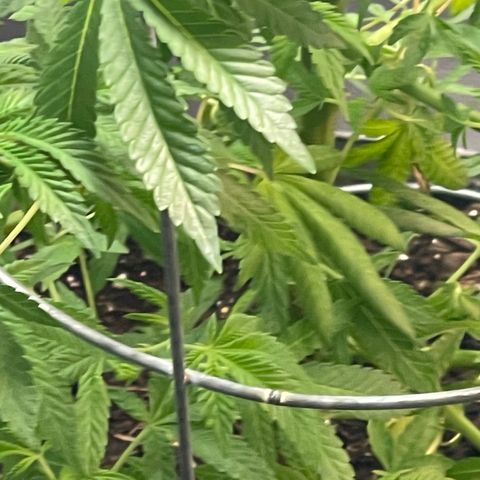 Cindy's Bubbles growlog timeline photo