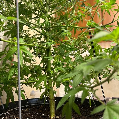 Cindy's Bubbles growlog timeline photo