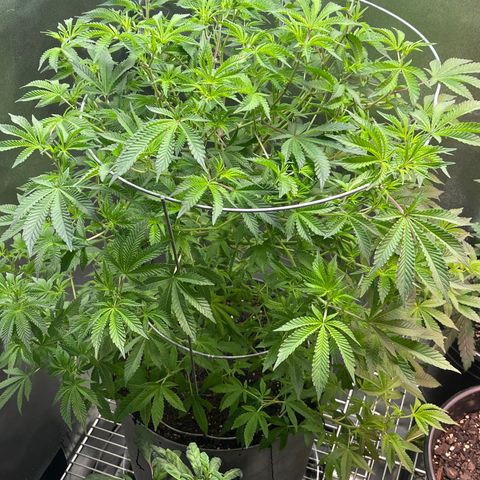 Cindy's Bubbles growlog timeline photo