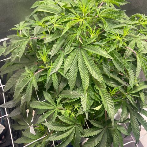 Cindy's Bubbles growlog timeline photo