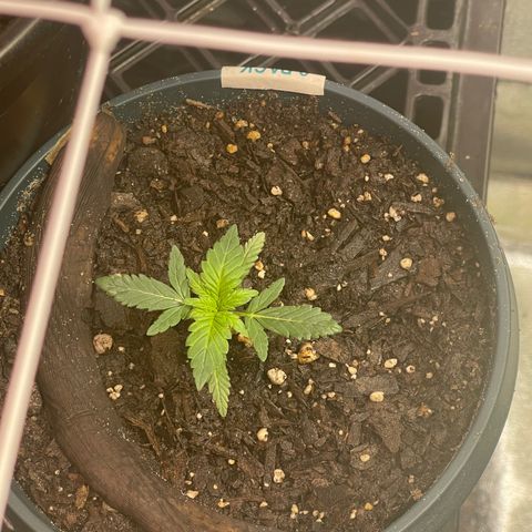 Unknown strain growlog timeline photo